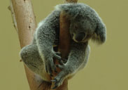 Koala, Xiangjiang Safari Park